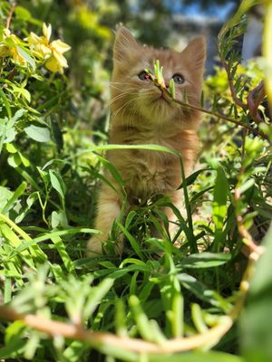 Милые котята ищут дом!