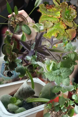 Обмен, комнатные и не только цветы