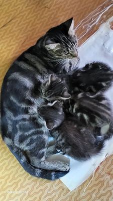 Продаю котят Британские мраморные :200 000