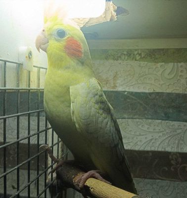 Попугаи кореллы домашние красавцы.