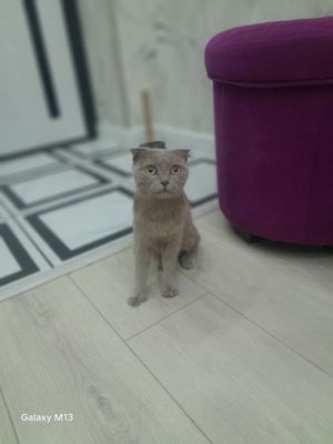 Продаётся котик Огонёк