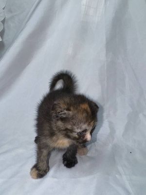 Породистые кошки