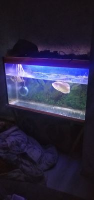 Akvarium baligi bilan sotiladi