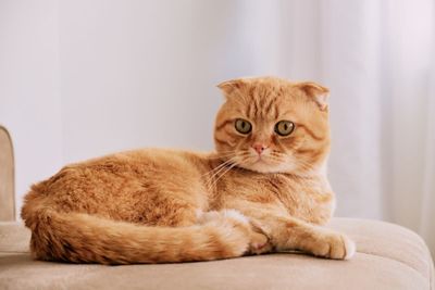 Кошка шотландский вислоухие