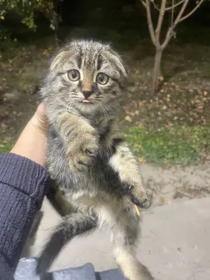 Mushukchalar 2oylik  donasi 500mingdan