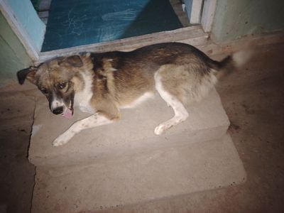 It sotiladi bepul manzil andijon viloyatiI shahrixon tumani