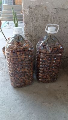10 litrlida qantak oʻrik quritilgani