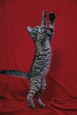 Котенок девочка 2.5 месяца
