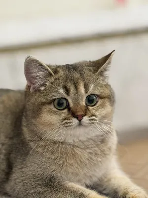 Toza qon Skotish strayt 4oylik