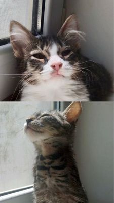Котята в добрые руки