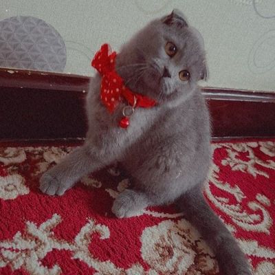 Zotdor mushuk scottish fold 7oylik qiz bola