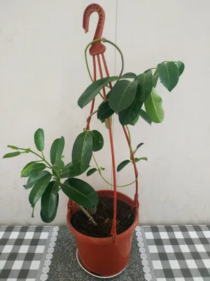 Комнатный цветок "Жасмин".