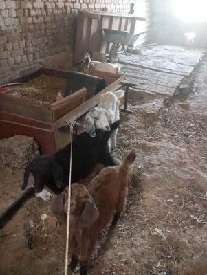 Продаются козлы в наличии 4