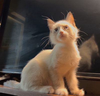 Срочно Продаются котята Рэгдолл