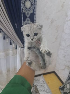 Mushuklar juda aqilli,