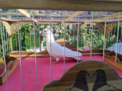 Кабутарлар голуби