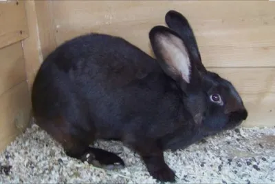 Продам кролика породы черный великан самец ему 8 месяцев все прививки