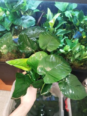 akvariumni rastenie