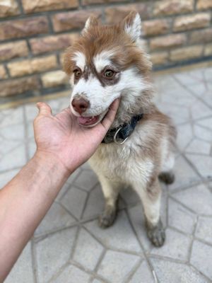 3 oylik tozza zotli haski srochna sotiladi