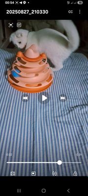 Скотиш фолд уч ойлик киз бола мушукча