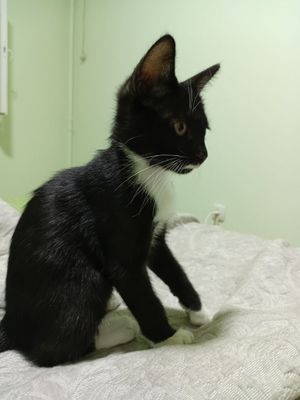 Котёнок девочка одна в помете
