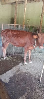 Ҳўкиз ва ғуножин сотилади иккаласи бир жойда. Манзил ғиждувон туман