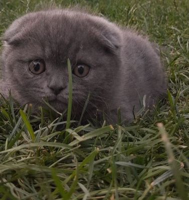 Скоттиш Фолд Сотилади
