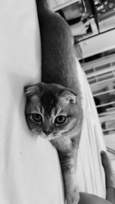 Продается Котенок 6 месяцев