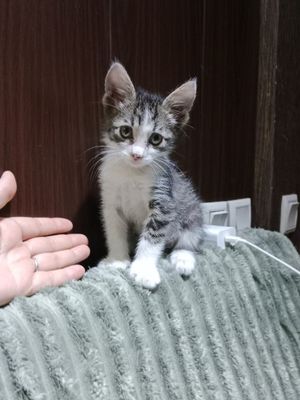 Шладкий котёнок мальчик