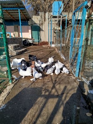 Голуби павлины белыи чёрный