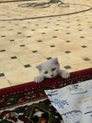 породистый кот 2 месяц