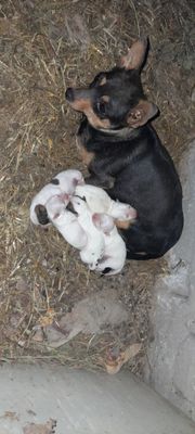 Чихуахуа пародали ит болалари сотилади