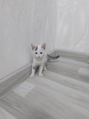 Отдам в хорошие руки