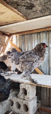 Домашние куры чистые здоровые