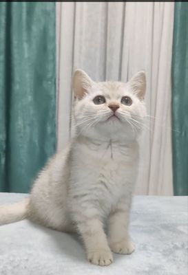 Продается котёнок девочка 3 месяца очень ласковая и игривая Лиловая.