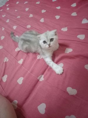 Продается котенок породы скоттиш фолд