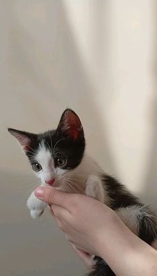 Котята бесплатно