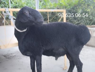 Qóchqorlar sotiladi