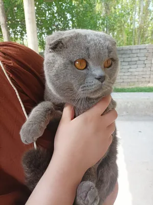 Erkak 1 yosh britaniskiy scottish