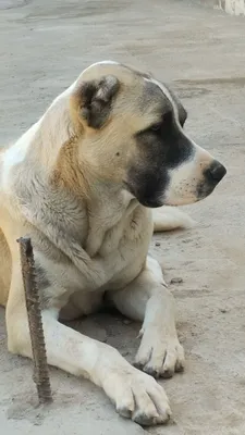 Алабай зотли (чўпон) ит