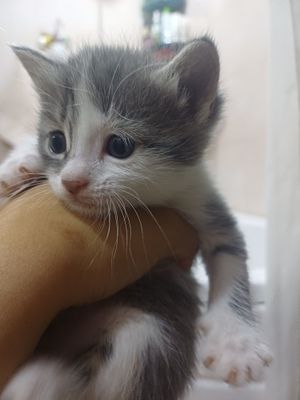Кошка продаётся ей 1 месяц