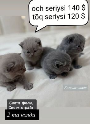 скотч фолд скотч страйт МУШУК