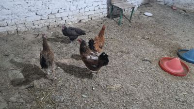 Tovuqla sotiladi