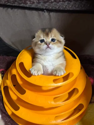 Продаются котята Шотландской породы!