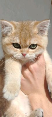 британские короткошерстная