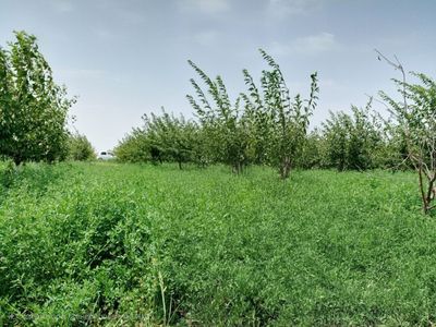 Tayyor biznes. Tez va arzon 9 gektarli bog' daraxtlari bilan sotiladi