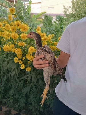 Joja tovuqlar sotiladi