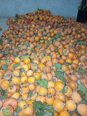 Xurmo sotiladi optem narx