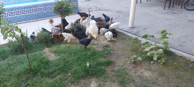 Damashniy tovuq sotiladi