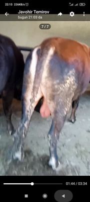 Buqalar sotiladi boqilgan yemlangan